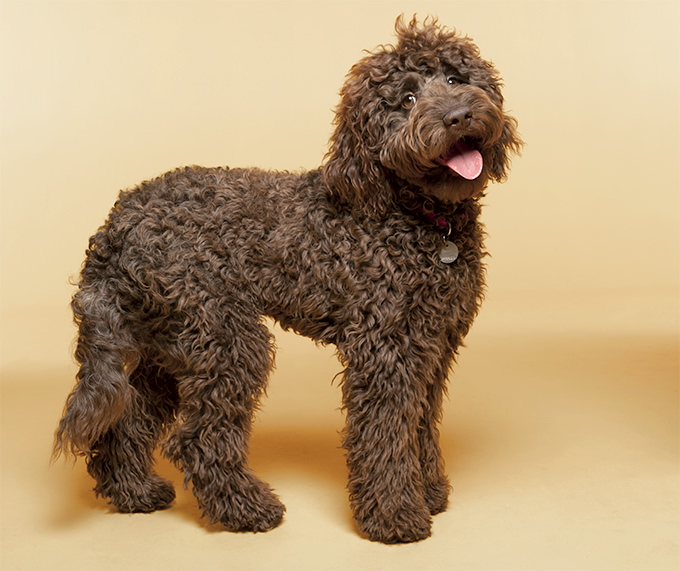 Labradoodle Dogs and Puppies