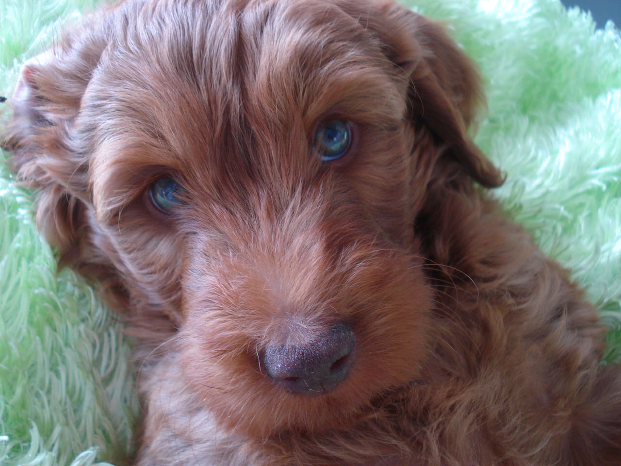 Labradoodle Dogs and Puppies