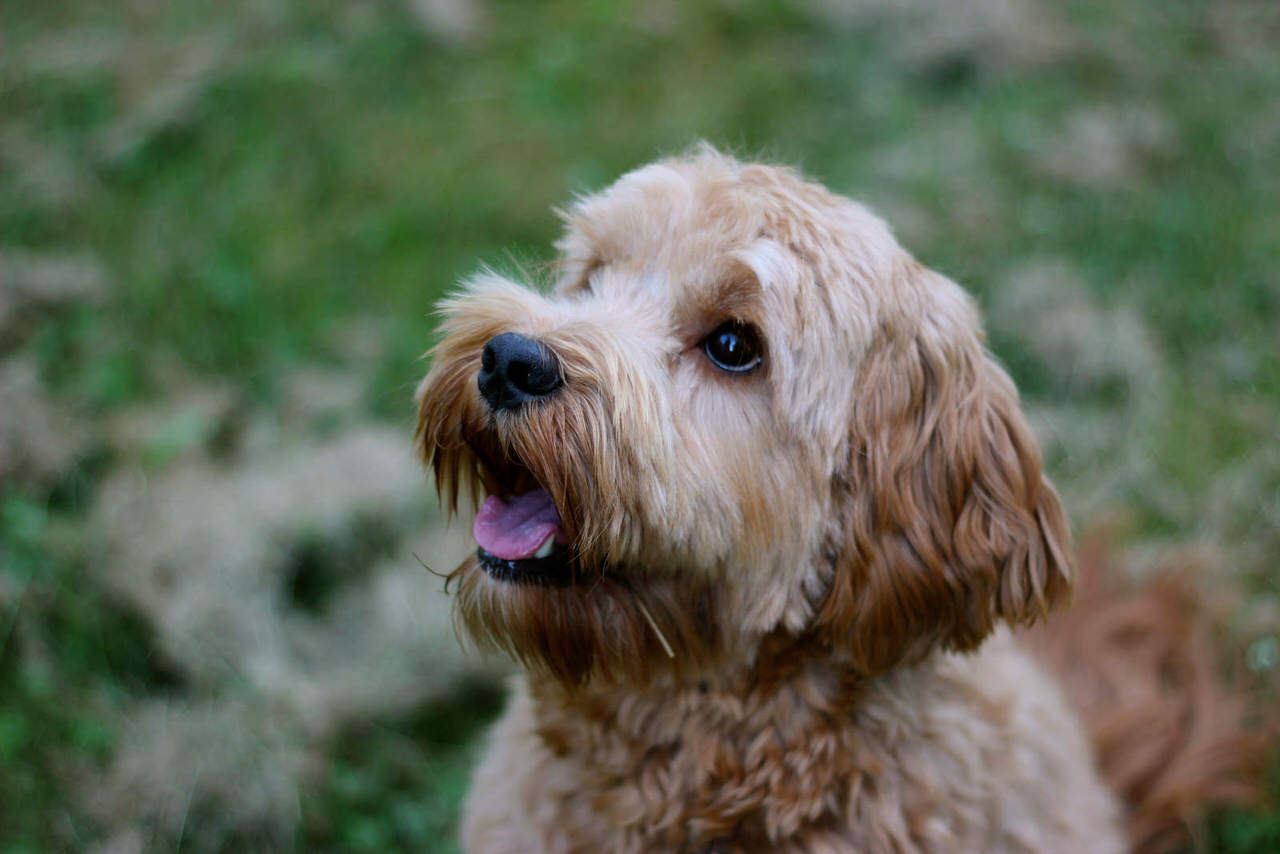 Labradoodle Dogs and Puppies