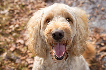 French Quarter Labradoodles - Dog Breeders