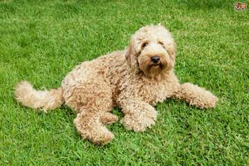 Family-Raised F1b Labradoodle Puppies - Dog Breeders