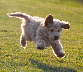 Alpen Ridge Australian Labradoodles - Dog Breeders