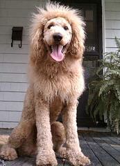 Black Canyon Labradoodles - Dog Breeders