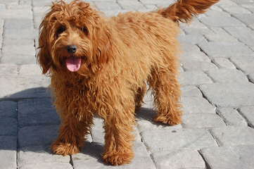 Labradoodles By Janda Specializing In Red Doodles - Dog and Puppy Pictures