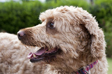 Crystal Creek Australian Labradoodles - Dog and Puppy Pictures