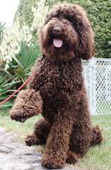 Memory Lake Labradoodle - Dog Breeders