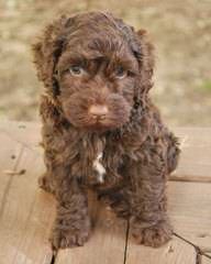 Labradoodles For Christmas - Dog Breeders