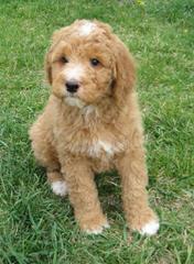 Labradoodle Angels - Dog and Puppy Pictures