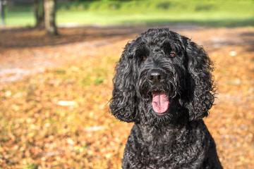 Labradoodle Puppies - Dog and Puppy Pictures