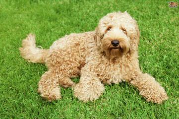 Memory Lake Labradoodle - Dog Breeders