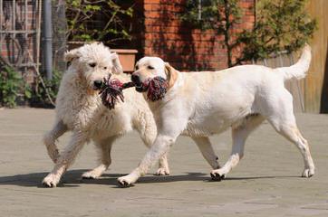 Acme Creek Labradoodles And Labrador Retrievers - Dog Breeders