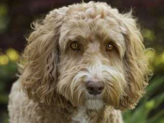 Canadoodle Labradoodles - Dog Breeders