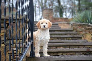 Multi Gen Labradoodles - Dog and Puppy Pictures