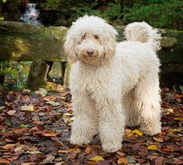 Akc Parents Ofa Hip Tested - Dog Breeders