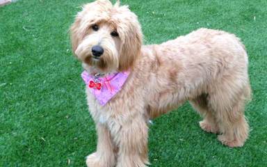 Landmark Labradoodles - Dog Breeders