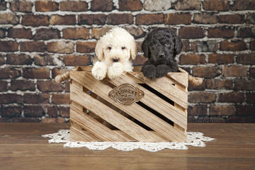 Sun Valley Labradoodles - Dog Breeders