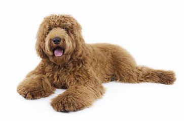 Bay Lake Labradoodles-Florida - Dog Breeders