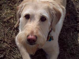 French Quarter Labradoodles - Dog and Puppy Pictures