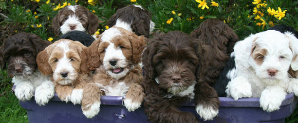 Adorable Down East Labradoodles - Dog and Puppy Pictures