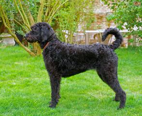 Arborgate Labradoodles - Dog Breeders