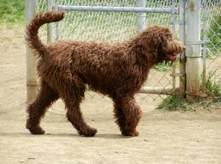 French Quarter Labradoodles - Dog Breeders