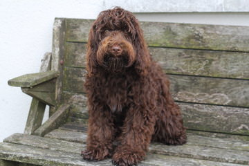 Oregon Coast Labradoodles - Dog and Puppy Pictures