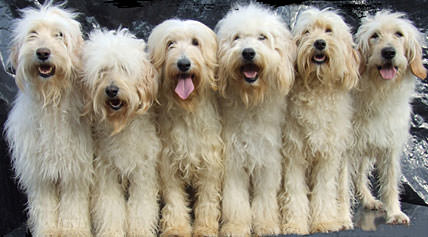 R-N-L Doodles Puppies Available Now! - Dog Breeders