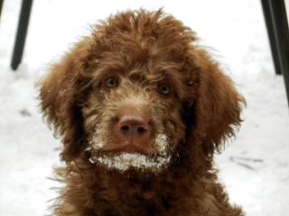 Goldendoodle And Labradoodle Puppies - Dog and Puppy Pictures