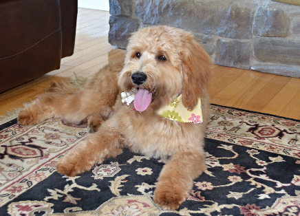 Memory Lake Labradoodle - Dog Breeders