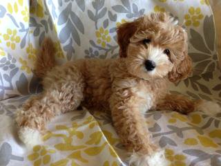 Howdy Doodles – Mini/Med Australian Multigen Litter Pups Available - Dog Breeders