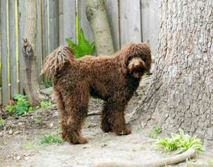 Rainmaker Ranch Australian Labradoodles - Dog and Puppy Pictures