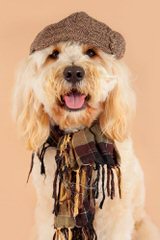 Absolutely Elegant Kennels Labradoodle - Dog and Puppy Pictures