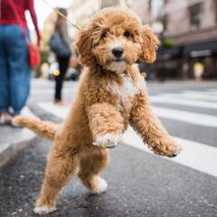 Landmark Labradoodles - Dog and Puppy Pictures