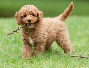 A Walk In The Park Labradoodles Has Alf4 Labradoodle Puppies! A Male And A Female. - Dog and Puppy Pictures