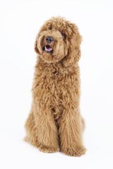 Cedar Park Labradoodles - Dog and Puppy Pictures