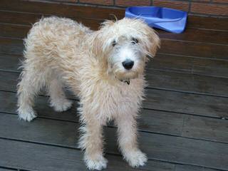 Black Canyon Labradoodles - Dog Breeders