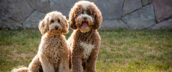 Oregon Coast Labradoodles - Dog Breeders