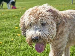 F1b Labradoodles, Chocolate Or White With Brown Noses - Dog Breeders