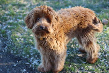 Tualatin River Labradoodles F1b Standard Labradoodles - Dog and Puppy Pictures