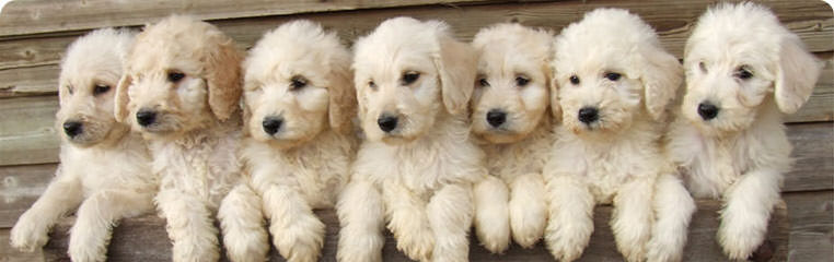 Just A Walk Home Breeder Of Rare Parti Multigen Labradoodles. All Sizes Available - Dog and Puppy Pictures