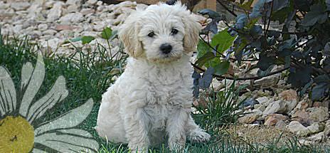 F1b Labradoodles, Chocolate Or White With Brown Noses - Dog Breeders