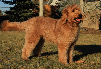 CO Mountain Labradoodles - Dog Breeders