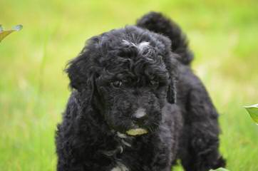 Tails of the West Labradoodles - Dog Breeders