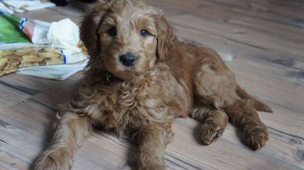 Labradoodle Puppies - Dog Breeders