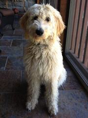 Memory Lake Labradoodle - Dog Breeders