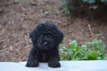 Acme Creek Labradoodles And Labrador Retrievers - Dog Breeders