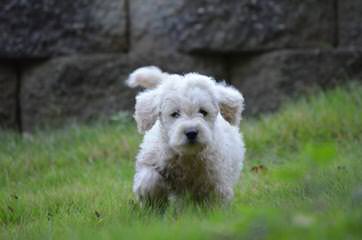 Kittymick Kennels Labradoodle - Dog Breeders