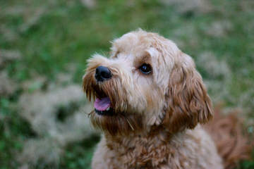 Miracle Ranch Labradoodles - Dog and Puppy Pictures