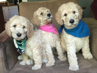 F1b Labradoodles, Chocolate Or White With Brown Noses - Dog Breeders