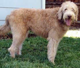 Central Florida Labradoodles - Dog Breeders